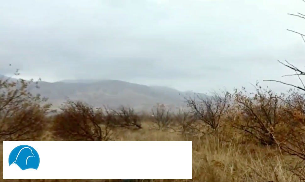 Natural resources in Orumieh cut down 300 trees, aged 20