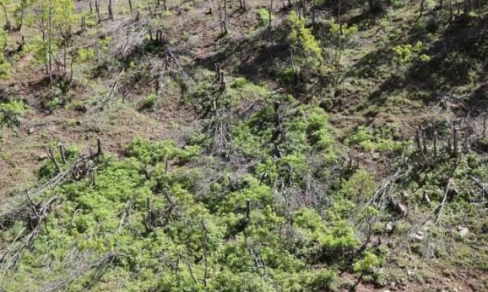 Cutting down trees in the Bukan county village of "Thamba"
