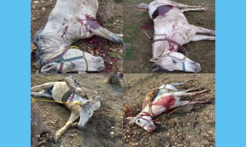 Sardasht: the brutal killing of at least 150 horses by the Revolutionary Guards